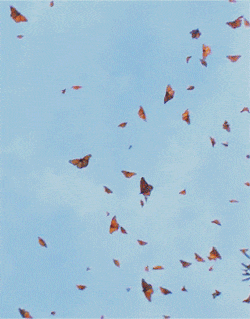 gameznet-animated-butterfly-052.gif