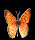 gameznet-animated-butterfly-064.gif