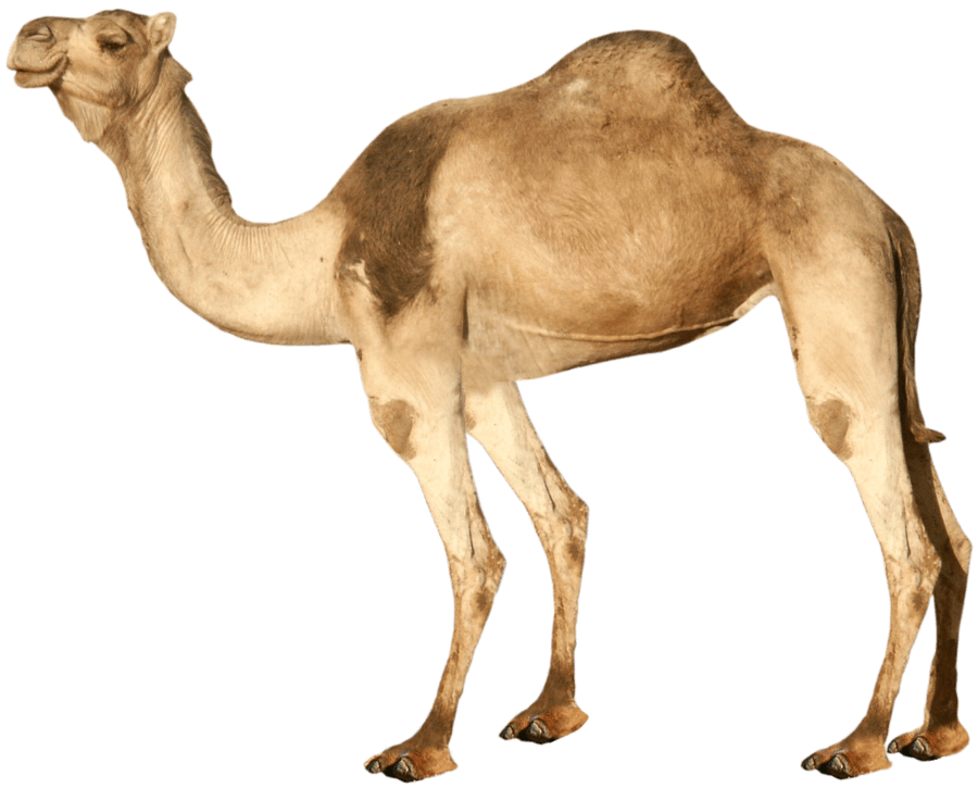 Camel transparent Background – Gameznet Royalty Free Stock Media