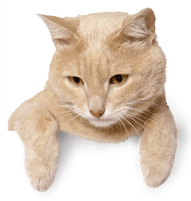 banner-cat.png