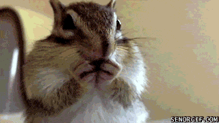 chipmunk-eating-in-slow-motion.gif