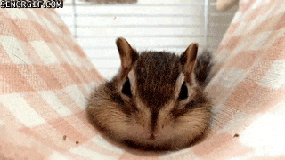 how-cute-is-this-chipmunk.gif
