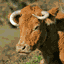 cow-animated-gameznet-014.gif