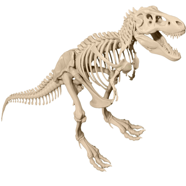 T-Rex-skeleton-dinasaur-model.png