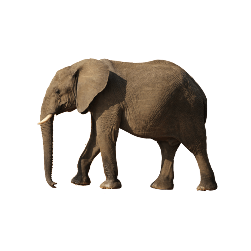 elephant-transparent-background-gameznet-02.png