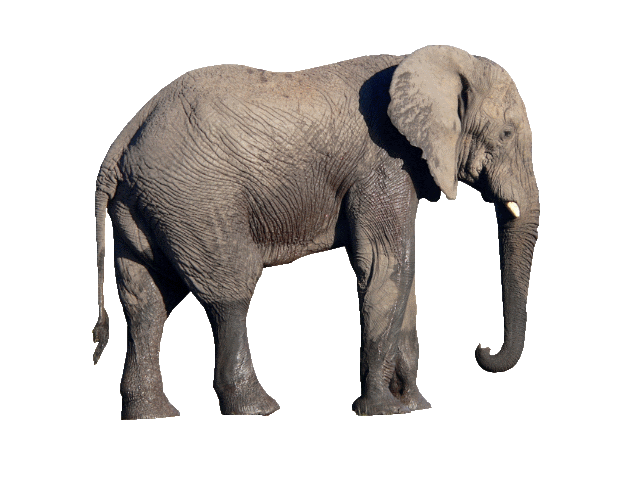 elephant-transparent-background-gameznet-09.png