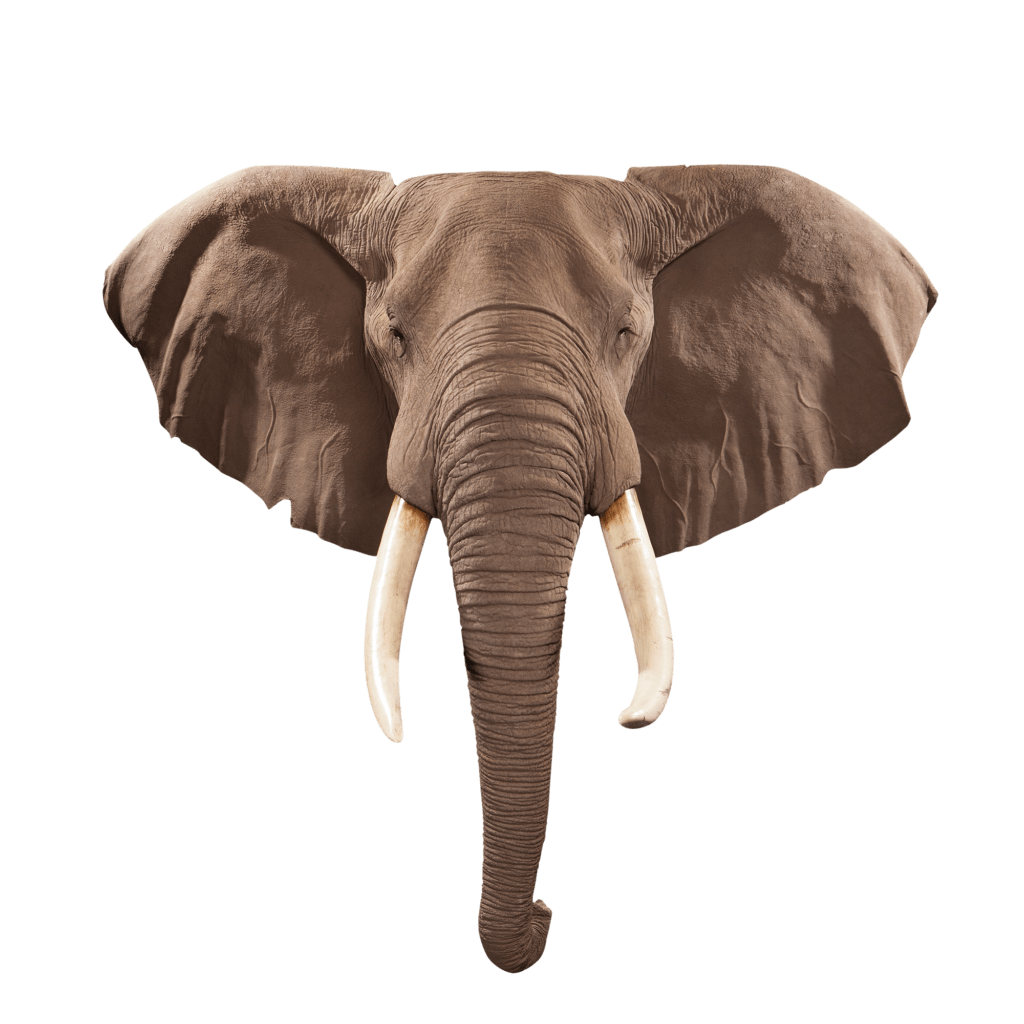 elephant-transparent-background-gameznet-28.png