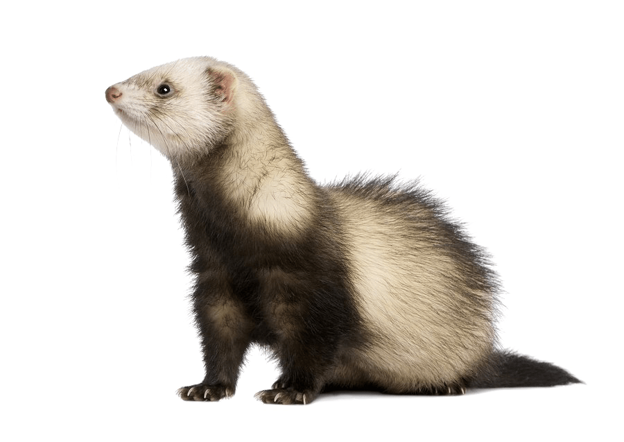 Ferret-PNG-Free-Download.png