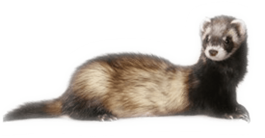 Ferret-PNG-Photo.png