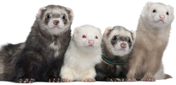 Ferret-PNG-Picture-1.png