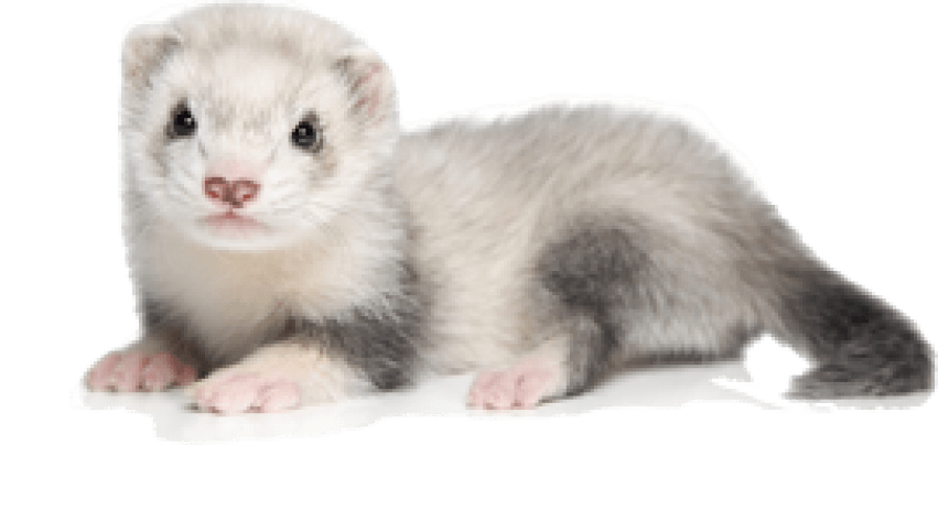 Ferret-PNG-Picture.png