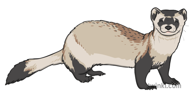 black-footed-ferret-1.png