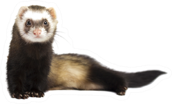 grey-ferret-in-full-growth-lies-down-sticker-1594175705.785638.png