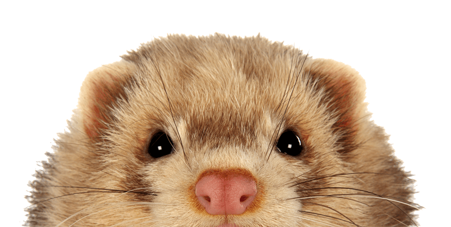 keeping-ferrets-safe.png