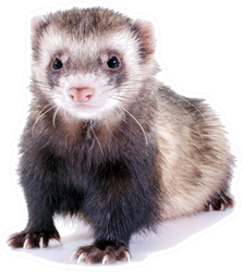 young-brown-ferret-sticker-1594176424.157925.png