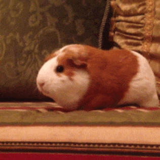 guinea-pig-animated-gifs-gameznet-royalty-free-images-00001.gif