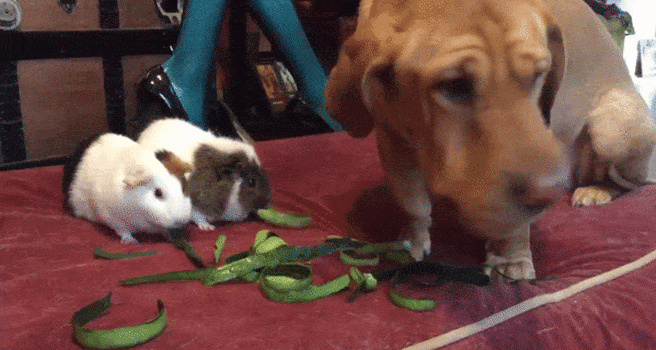 guinea-pig-animated-gifs-gameznet-royalty-free-images-00002.gif