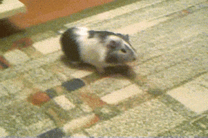 guinea-pig-animated-gifs-gameznet-royalty-free-images-00003.gif