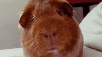 guinea-pig-animated-gifs-gameznet-royalty-free-images-00004.gif
