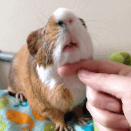 guinea-pig-animated-gifs-gameznet-royalty-free-images-00005.gif