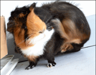guinea-pig-animated-gifs-gameznet-royalty-free-images-00006.gif