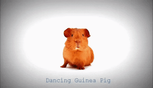 guinea-pig-animated-gifs-gameznet-royalty-free-images-00007.gif