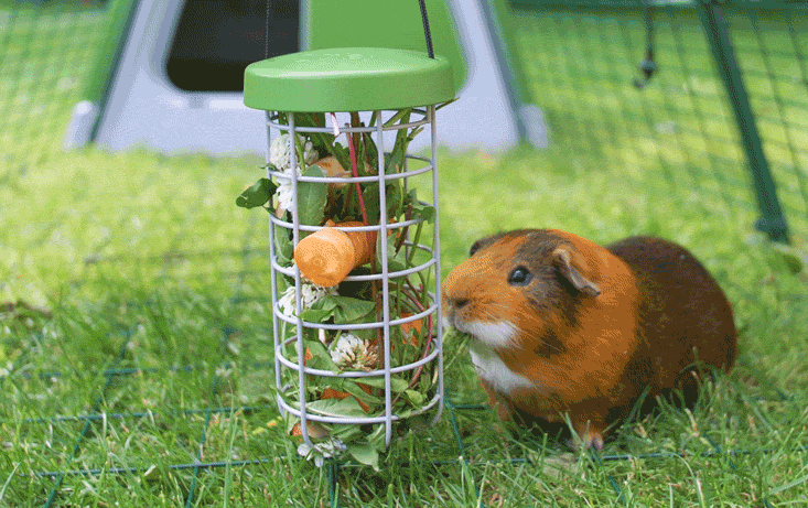 guinea-pig-animated-gifs-gameznet-royalty-free-images-00008.gif