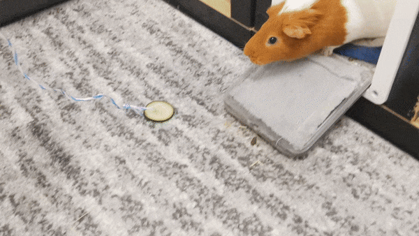 guinea-pig-animated-gifs-gameznet-royalty-free-images-00009.gif