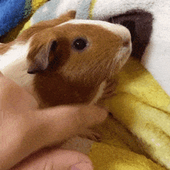 guinea-pig-animated-gifs-gameznet-royalty-free-images-00010.gif