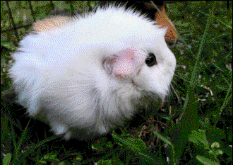 guinea-pig-animated-gifs-gameznet-royalty-free-images-00011.gif