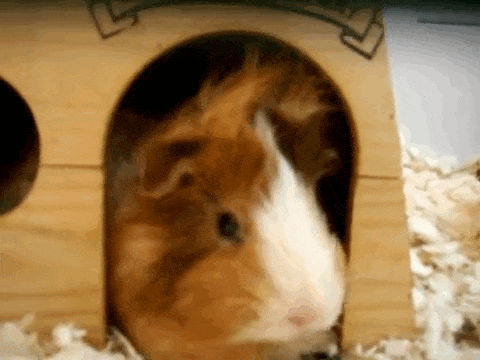 guinea-pig-animated-gifs-gameznet-royalty-free-images-00012.gif