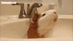 guinea-pig-animated-gifs-gameznet-royalty-free-images-00013.gif