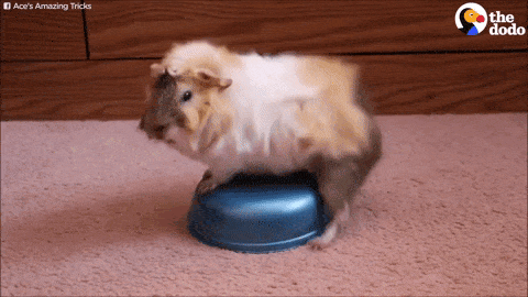 guinea-pig-animated-gifs-gameznet-royalty-free-images-00014.gif