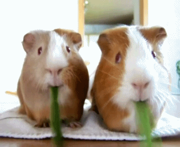 guinea-pig-animated-gifs-gameznet-royalty-free-images-00015.gif
