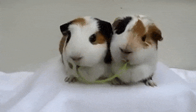 guinea-pig-animated-gifs-gameznet-royalty-free-images-00016.gif