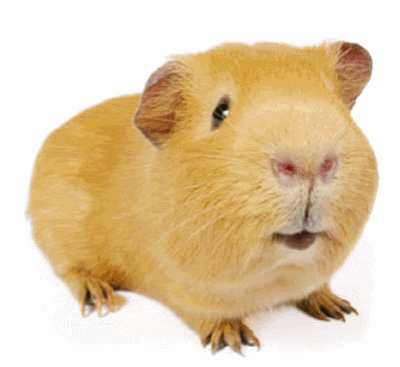 guinea-pig-animated-gifs-gameznet-royalty-free-images-00017.gif
