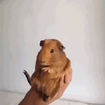 guinea-pig-animated-gifs-gameznet-royalty-free-images-00018.gif