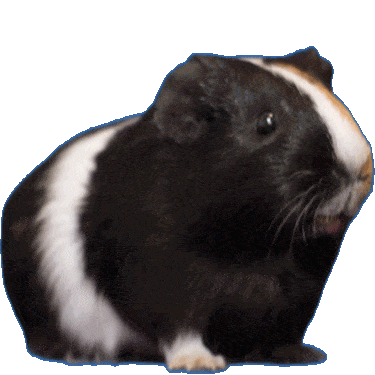 guinea-pig-animated-gifs-gameznet-royalty-free-images-00019.gif