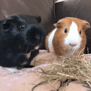 guinea-pig-animated-gifs-gameznet-royalty-free-images-00020.gif
