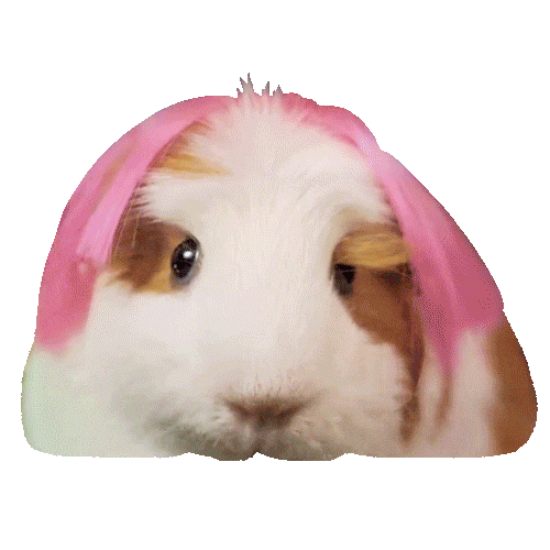 guinea-pig-animated-gifs-gameznet-royalty-free-images-00021.gif