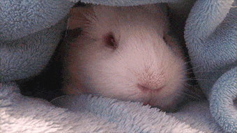 guinea-pig-animated-gifs-gameznet-royalty-free-images-00022.gif