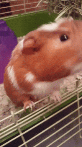 guinea-pig-animated-gifs-gameznet-royalty-free-images-00023.gif