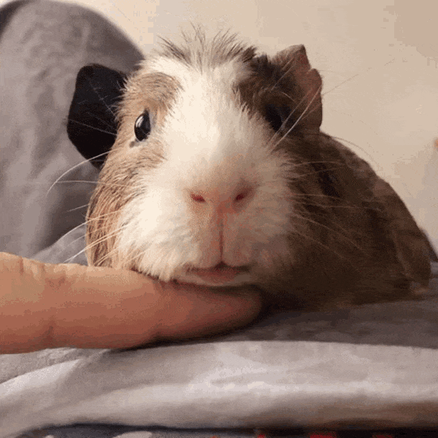 guinea-pig-animated-gifs-gameznet-royalty-free-images-00024.gif