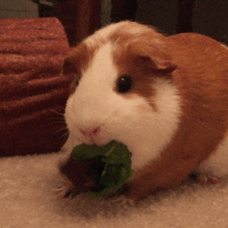 guinea-pig-animated-gifs-gameznet-royalty-free-images-00025.gif