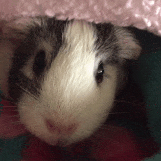 guinea-pig-animated-gifs-gameznet-royalty-free-images-00026.gif