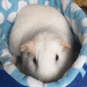 guinea-pig-animated-gifs-gameznet-royalty-free-images-00027.gif