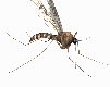 gameznet-animated-insect-016.gif