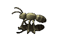 gameznet-animated-insect-022.gif