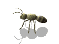 gameznet-animated-insect-024.gif