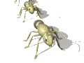 gameznet-animated-insect-027.gif